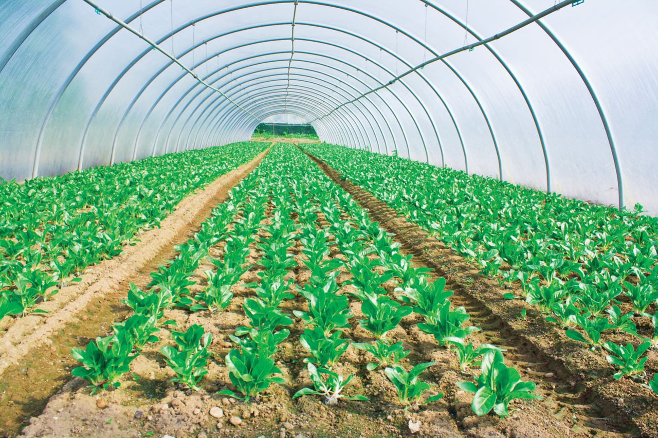 Macrolux Multi para Invernadero